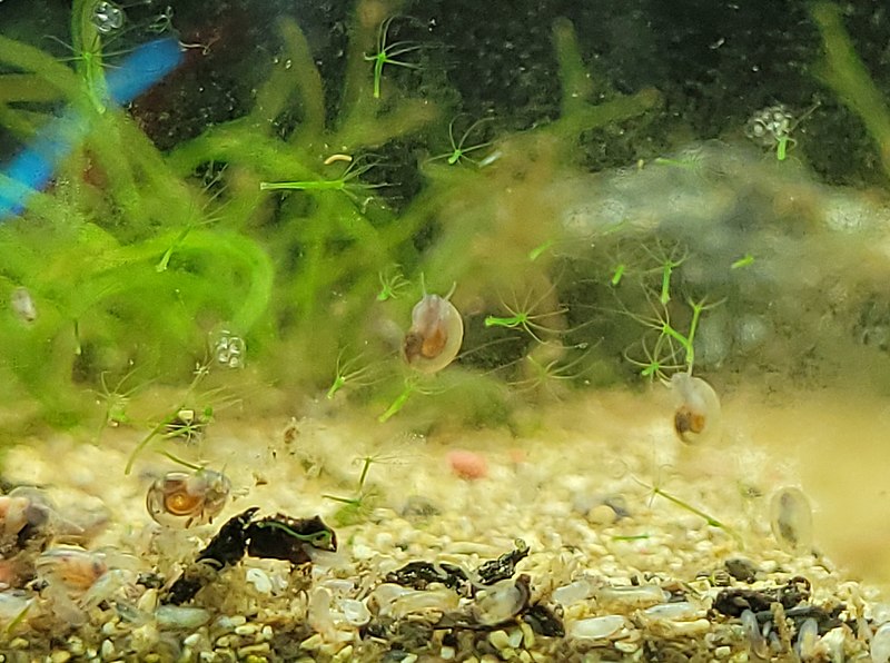 controlling-algae-growth-in-aquariums