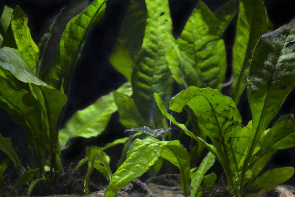 java-fren-for-beginner-planted-aquarium