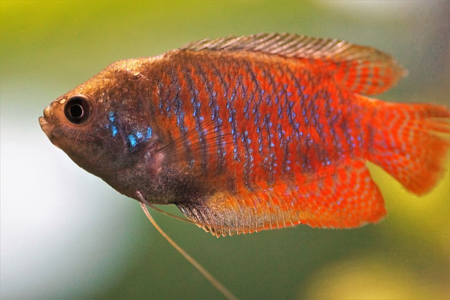 Best-freshwater-fish-for-Beginners-Dwarf-Gourami