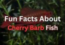 Cherry-Barb-fish
