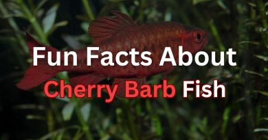 Cherry-Barb-fish