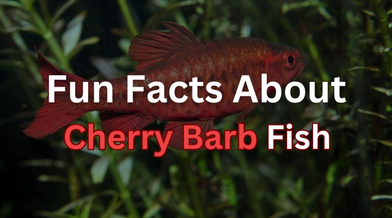 Cherry-Barb-fish