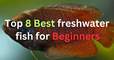 best-freshwater-fish-for-beginners