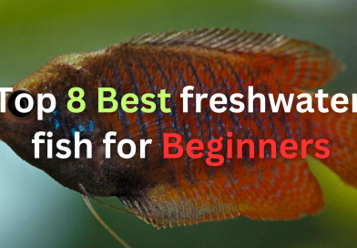 best-freshwater-fish-for-beginners