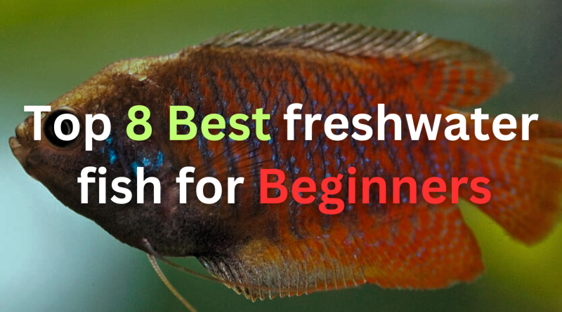 best-freshwater-fish-for-beginners