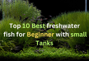 Top 10 Best Freshwater Fish for Beginners with Small Tanks Best-freshwater-fish-for-beginner-with-small-tanks
