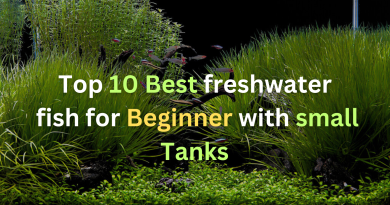 Best-freshwater-fish-for-beginner-with-small-tanks