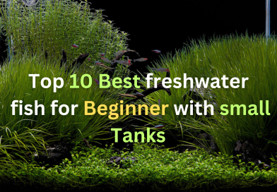 Best-freshwater-fish-for-beginner-with-small-tanks
