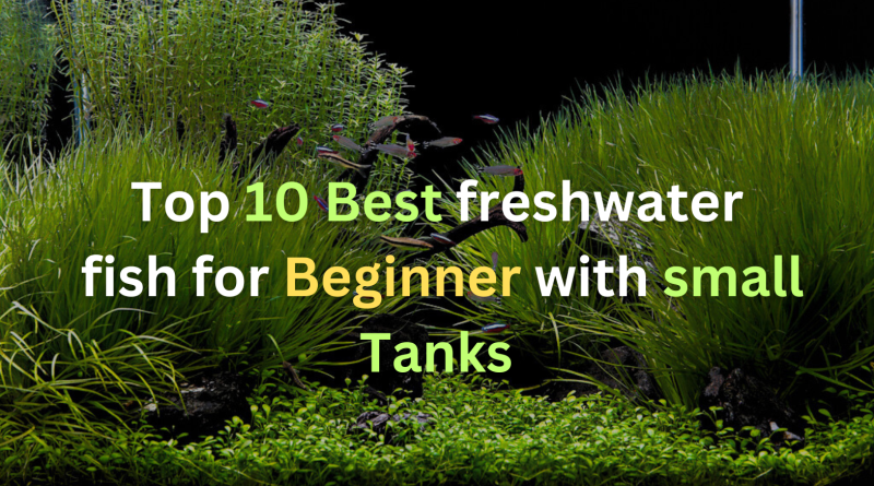 Best-freshwater-fish-for-beginner-with-small-tanks