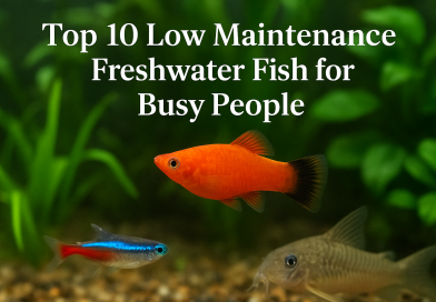 Top 10 Low Maintenance Freshwater Fish for Busy People (Ideal for Small & Large Tanks) Low_Maintenance_Freshwater_Fish for_Busy People.png