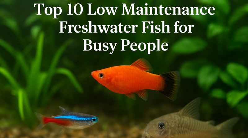 Low_Maintenance_Freshwater_Fish for_Busy People.png