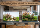 Can Fish Live Without a Filter? The Honest Answer Can-Fish-Live-Without-a-Filter