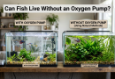 can-fish-live-without-oxygen-pump